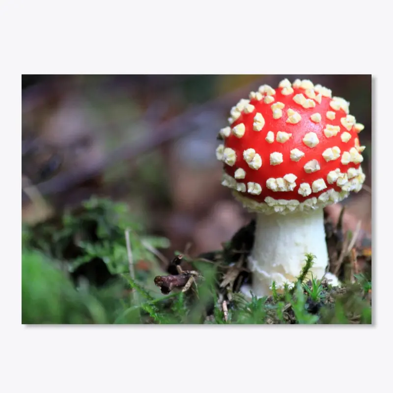 Forest Mushroom